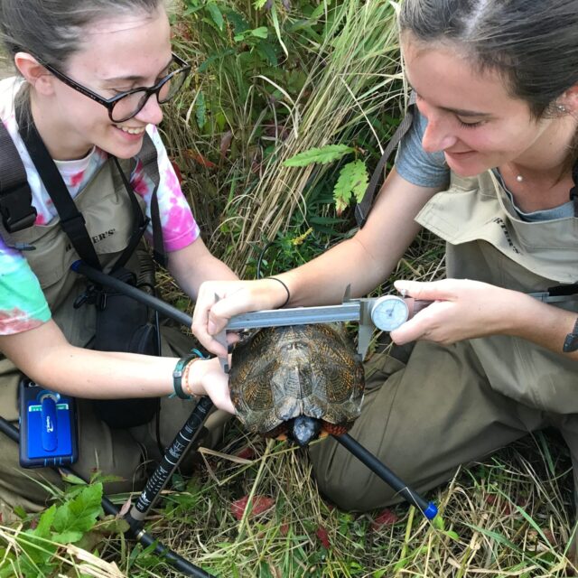 Wood Turtles (2)